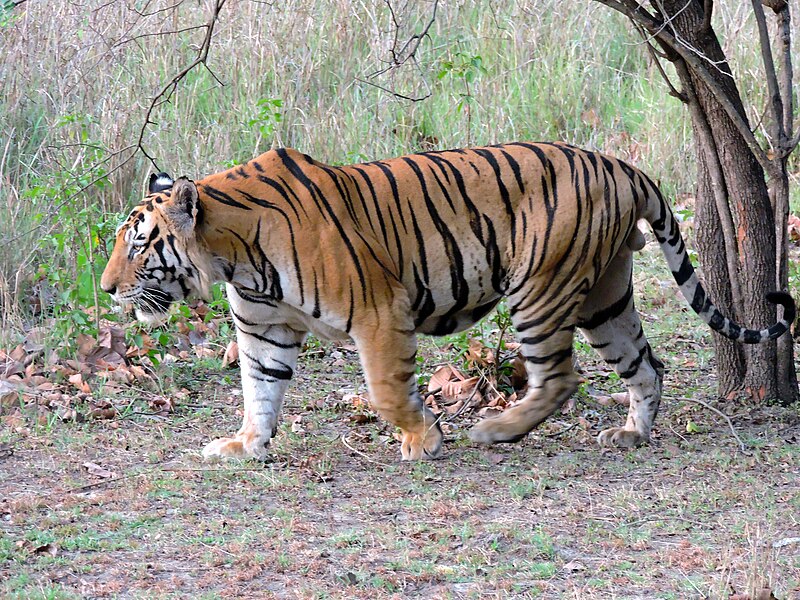Step Into the Cage! Alipore Zoo Offers a Unique Winter Experience with Birds