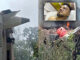Ahmedabad Plane Crash: Only One Survivor Found Among 242 Onboard, Identified as Vishwakumar Ramesh