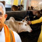 Dilip Ghosh Sparks Row Again With Claim That Petting Cows Can Reduce Blood Pressure