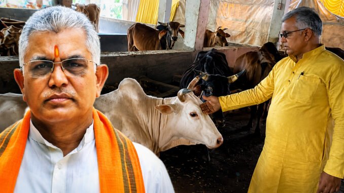 Dilip Ghosh Sparks Row Again With Claim That Petting Cows Can Reduce Blood Pressure